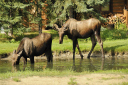 moose eating water-weed